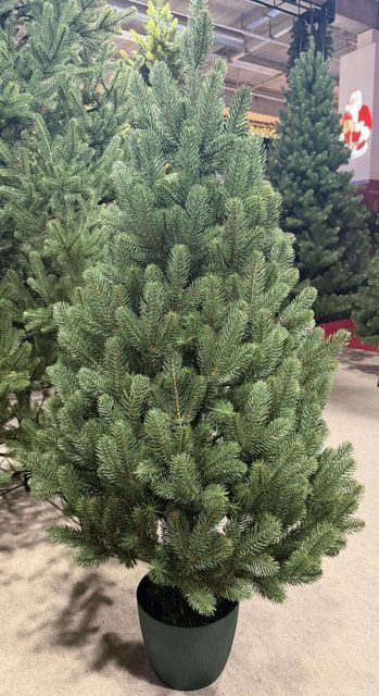 Ukrainian Prime in a Pot Artificial Christmas Tree 0.6 m Cr3Pp-60