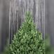 Lamelia Artificial Christmas Tree 1.5 m